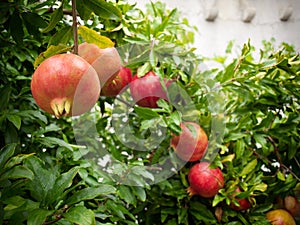 Pomegranate