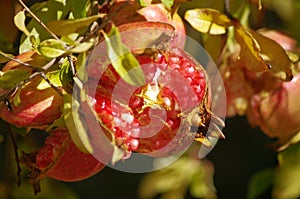 Pomegranate