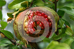 Pomegranate