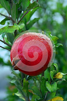 Granátové jablko 