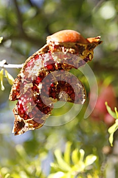 Pomegranate