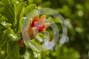 Pomegranate in blossom in botanica