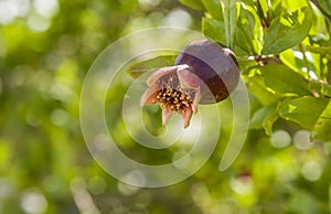 Pomegranate in blossom in botanica