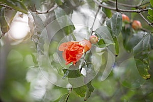 Pomegranate blossoms on the tree and in fair light