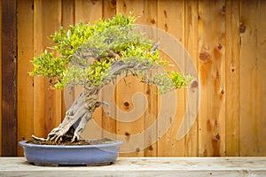 Pomegranate Bonsai Tree Against Wood Fence