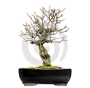 Pomegranate bonsai tree, Punica granatum, isolated photo