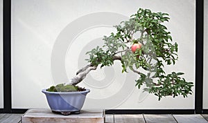 Pomegranate Bonsai Tree photo