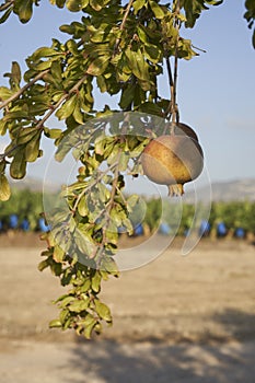 Pomegranate on branch