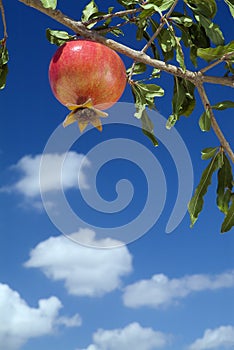 Pomegranate on branch