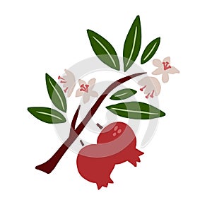 Pomegranate branch. Exotic tropical red fresh fruit, whole juicy garnet with green leaves and flowers, vector cartoon minimalistic