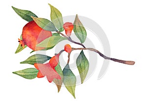 Pomegranate branch with flowers and fruits. Botanical illustration.