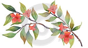 Pomegranate branch with flowers and fruits. Botanical illustration.