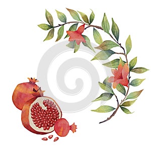 Pomegranate branch with flowers and fruits. Botanical illustration.