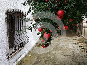 Pomegranate branches next to a window