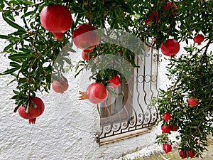 Pomegranate branches next to a window