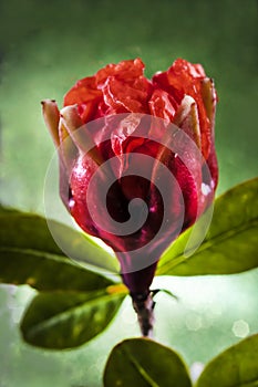 Pomegranate Bud and Blossom in Phase One