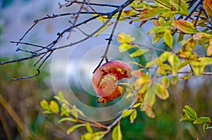 The pomegranate cracked from ripeness.