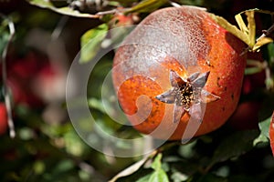 Pomegranate cultivation