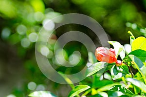 Pomegranate flower on beautiful green background