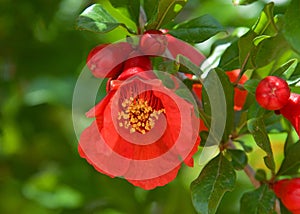 Pomegranate flower with fruit forming around it