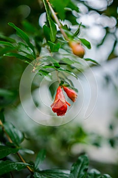 Pomegranate flower