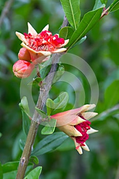 Pomegranate flower