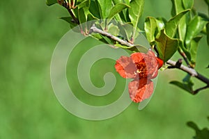 Pomegranate flower in green bokeh background