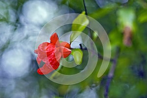 Pomegranate flower