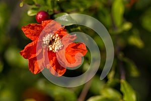 Pomegranate flower