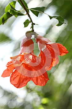 pomegranate flower.