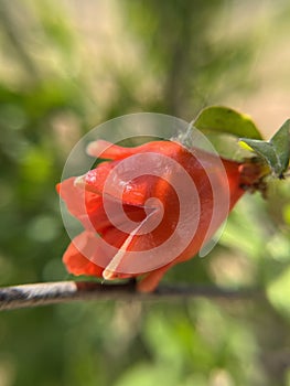 Pomegranate flowers