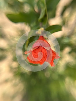 Pomegranate flowers