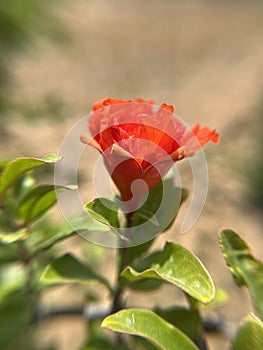 Pomegranate flowers