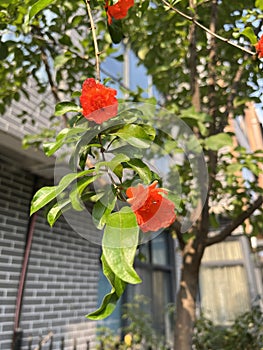 Pomegranate flowers