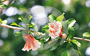 Pomegranate flowers in full bloom