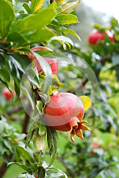 Pomegranate fruit