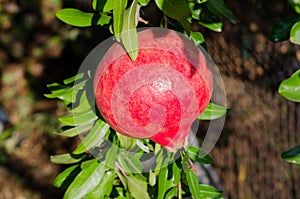 Pomegranate fruit on the tree. photo