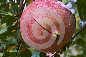Pomegranate fruit growing on a green branch