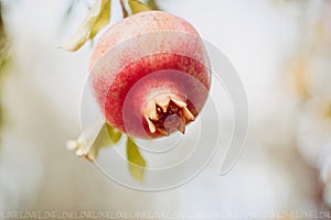 Pomegranate fruit hanging on a tree