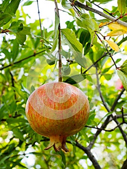 Pomegranate Fruit Hanging from Tree