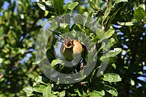 Pomegranate fruit matures on tree in summer