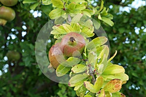 Pomegranate fruit matures on tree in summer