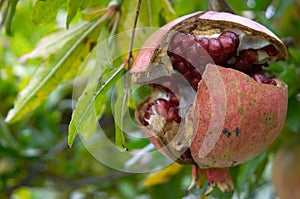 Pomegranate fruit, Punica granatum photo