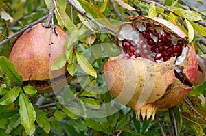 Pomegranate fruit, Punica granatum photo