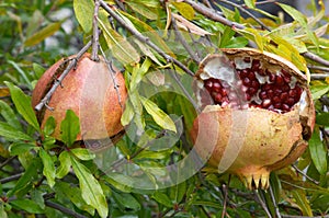 Pomegranate fruit, Punica granatum photo