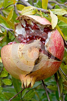 Pomegranate fruit, Punica granatum photo