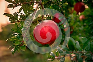 Pomegranate fruit on a tree