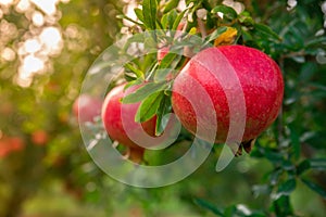 Pomegranate fruit on a tree