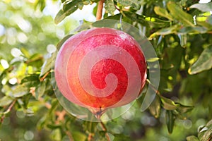 Pomegranate fruit tree