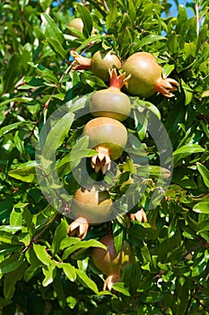 Pomegranate fruit on the tree